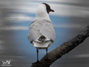 Black-headed Gull – Mewa Śmieszka